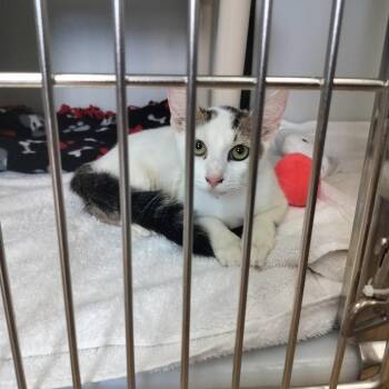 Porsche -  Domestic Short Hair Cat for Adoption - Porsche | PetCurious