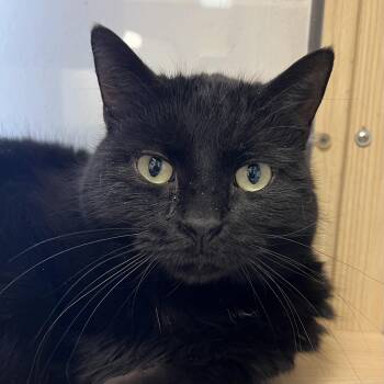 Domestic Short Hair Cats Available for Adoption - Danija | PetCurious