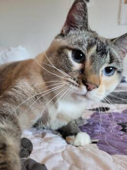 Domestic Short Hair Cats Available for Adoption - Chloe Possum | PetCurious