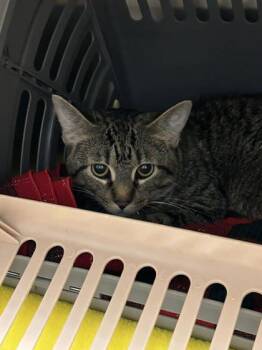 Domestic Short Hair Cats Available for Adoption in Munster, Indiana - Tapas | PetCurious