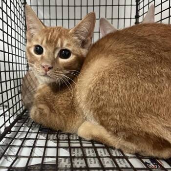 Jake the Dog -  Domestic Short Hair Cat for Adoption in Edinburg, Texas - Jake The Dog | PetCurious
