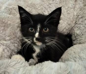 Messi -  Domestic Short Hair Cat for Adoption in Atlanta, Georgia - Messi | PetCurious