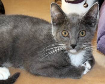 Rescue Domestic Short Hair Cats for Adoption in Redlands, California - Newton | PetCurious