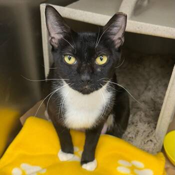 Rosie 26-08-075 -  Domestic Short Hair Cat for Adoption in Bastrop, Texas - Rosie 26-08-075 | PetCurious