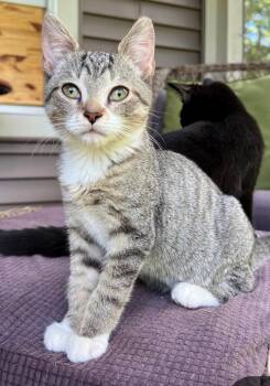 Otis -  Domestic Short Hair Cat for Adoption in Cumberland, Maine - Otis | PetCurious