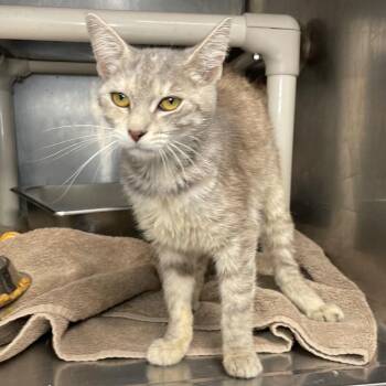 Oakley -  Domestic Short Hair Cat for Adoption in Roanoke, Virginia - Oakley | PetCurious