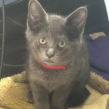 Lark -  Domestic Short Hair Cat Available for Adoption in Goleta, California - Lark | PetCurious