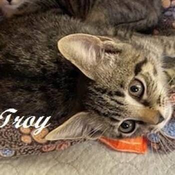 Troy -  Tabby Cat for Adoption in Southern Pines, North Carolina - Troy | PetCurious