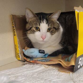 Egg Salad -  Domestic Short Hair Cat for Adoption in Wheeling, Illinois - Egg Salad | PetCurious