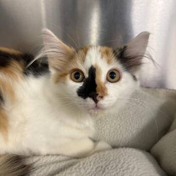 26-263 Serena -  Domestic Long Hair Cat for Adoption in North Branford, Connecticut - 26-263 Serena | PetCurious