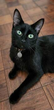 Rosalie -  Domestic Short Hair Cat Available for Adoption in Miami, Oklahoma - Rosalie | PetCurious