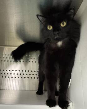 Rescue Domestic Medium Hair Cats for Adoption in Seneca, Pennsylvania - Ren | PetCurious