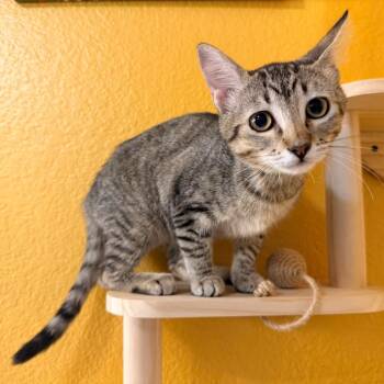 Sunshine -  Domestic Short Hair Cat for Adoption in Lewisville, Texas - Sunshine | PetCurious