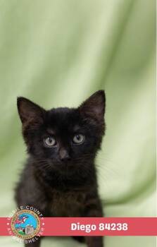 Diego -  Domestic Short Hair Cat for Adoption in Mobile, Alabama - Diego | PetCurious