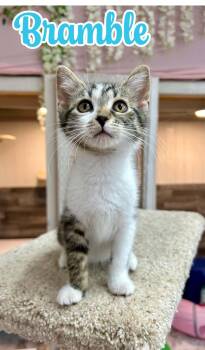Bramble -  Domestic Short Hair Cat for Adoption in Akron, Ohio - Bramble | PetCurious