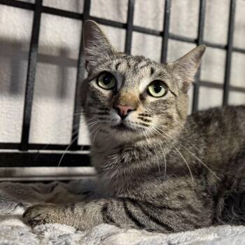 Snookie -  Domestic Short Hair Cat for Adoption in Pocatello, Idaho - Snookie | PetCurious
