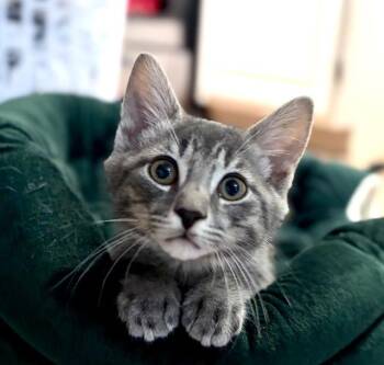Trip -  Domestic Short Hair Cat for Adoption in Pawtucket, Rhode Island - Trip | PetCurious