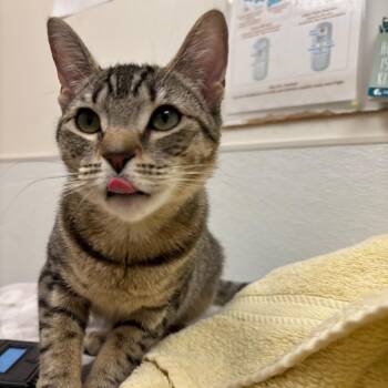 Domestic Short Hair Cats Available for Adoption in Philadelphia, Pennsylvania - Oopsy Daisy | PetCurious