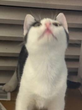 Reba -  Domestic Short Hair Cat for Adoption in Fort Collins, Colorado - Reba | PetCurious