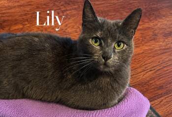 Lily -  Domestic Short Hair Cat Available for Adoption in Webster, New York - Lily | PetCurious