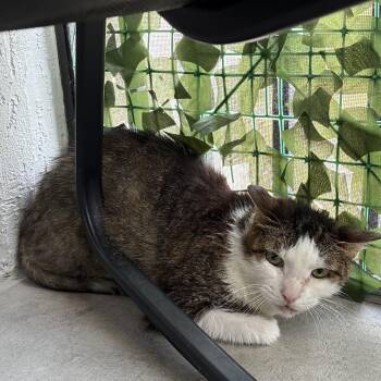 Domestic Short Hair Cats Available for Adoption in West Palm Beach, Florida - Jinx | PetCurious