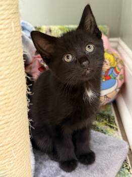 Rescue Domestic Short Hair Cats for Adoption in Mount Laurel Township, New Jersey - Moonglow Rainbow Brite Sailor | PetCurious