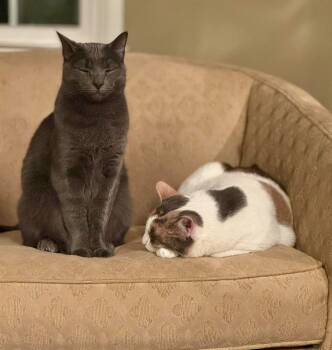 Domestic Short Hair and Calico Cats Available for Adoption in Baltimore, Maryland - Sabine (B Litter) | PetCurious