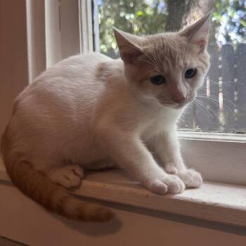Orion -  Domestic Short Hair Cat for Adoption in NEW PT RICHEY, Florida - Orion | PetCurious