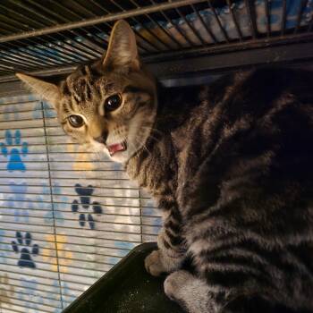 Rescue Domestic Short Hair Cats for Adoption in Hanna City, Illinois - Mad Hatter | PetCurious