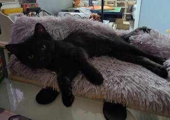 Elphie -  Domestic Short Hair Cat for Adoption in Findlay, Ohio - Elphie | PetCurious