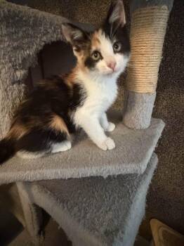 Pebbles -  Calico Cat for Adoption in Cleveland, Ohio - Pebbles | PetCurious