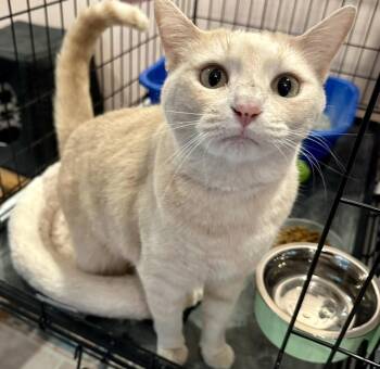 Oliver -  Domestic Short Hair Cat for Adoption in Cincinnati, Ohio - Oliver | PetCurious