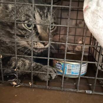 Andre -  Domestic Short Hair Cat for Adoption in Flagstaff, Arizona - Andre | PetCurious