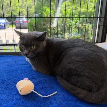 Minx -  Domestic Short Hair Cat for Adoption in Riverwoods, Illinois - Minx | PetCurious