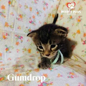 Rescue Domestic Short Hair Cats for Adoption in Council Bluffs, Iowa - Pumpy-Umpy-Umpkin Litter: Gumdrop | PetCurious