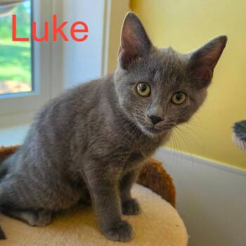 Luke -  Russian Blue and Domestic Short Hair Cat for Adoption in Carmel, Indiana - Luke | PetCurious