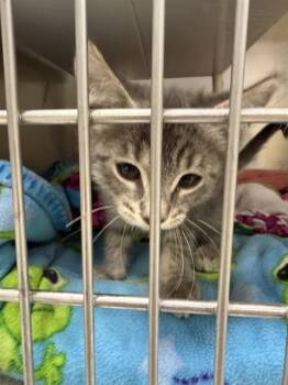 LEON BELMONT -  Domestic Short Hair Cat for Adoption in Omaha, Nebraska - LEON BELMONT | PetCurious
