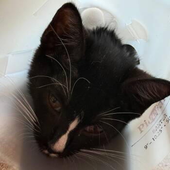 Battra 8 -  Domestic Short Hair Cat for Adoption in Leander, Texas - Battra 8 | PetCurious
