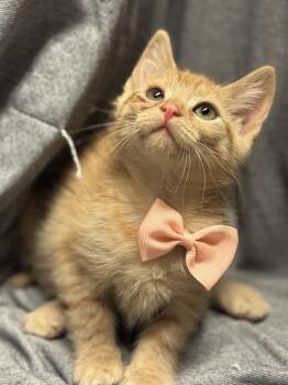 Domestic Short Hair Cats Available for Adoption in Fredericksburg, Virginia - Lady Snacks  | PetCurious