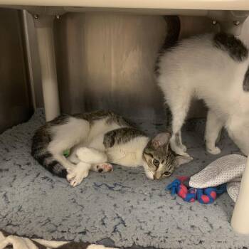 Princess Bubblegum -  Domestic Short Hair Cat for Adoption in West Palm Beach, Florida - Princess Bubblegum | PetCurious
