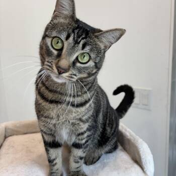 CRICKET -  Tabby Cat for Adoption in Shakespeare, Ontario - CRICKET | PetCurious