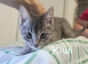 Kiwi -  Domestic Short Hair Cat for Adoption in Saint James, Minnesota - Kiwi | PetCurious