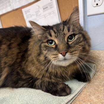 Domestic Long Hair Cats Available for Adoption - Cyrus | PetCurious