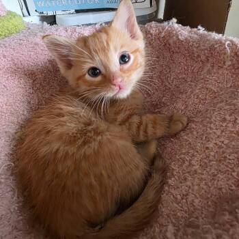 Tiki Torch -  Domestic Short Hair Cat for Adoption in Layton, Utah - Tiki Torch | PetCurious