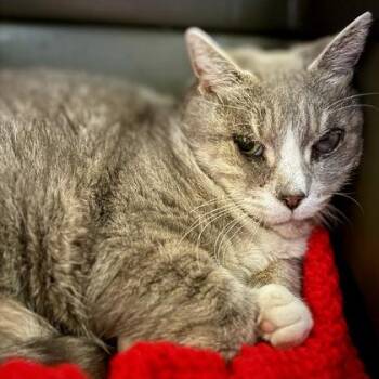 Domestic Short Hair Cats Available for Adoption in East Montpelier, Vermont - Powder | PetCurious