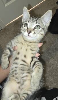 Tabby Cats Available for Adoption in Huntington Beach, California - Theo | PetCurious