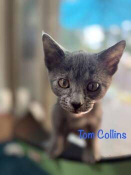 Tom Collins -  Domestic Short Hair Cat for Adoption in Lake Wylie, South Carolina - Tom Collins | PetCurious