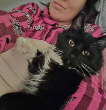 Domestic Long Hair Cats Available for Adoption - Milo | PetCurious