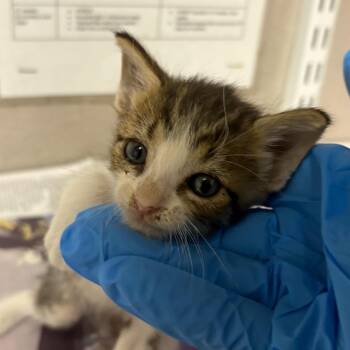 Sasha -  Domestic Short Hair Cat for Adoption in Yuma, Arizona - Sasha | PetCurious