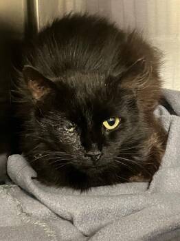 Quill -  Domestic Short Hair Cat for Adoption in Christiansburg, Virginia - Quill | PetCurious